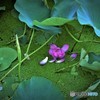 離れゆく愛