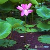 凛として