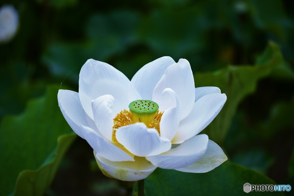 清純