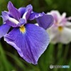 小岩菖蒲園