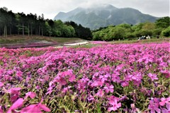 羊山公園