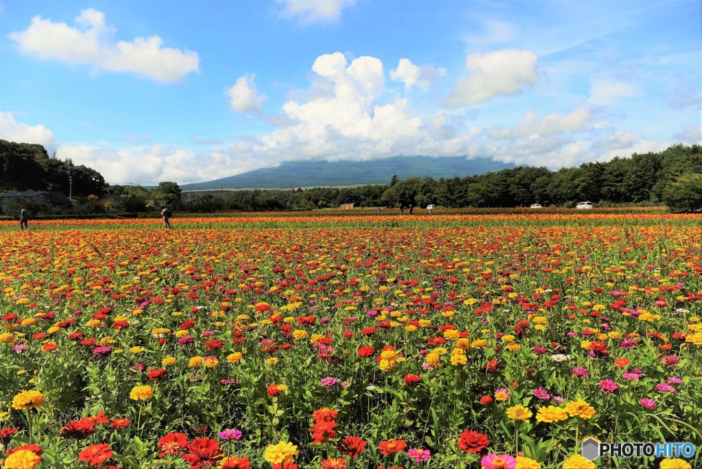 富士山は雲の中～花の都公園～