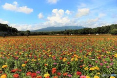 富士山は雲の中～花の都公園～