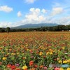 富士山は雲の中～花の都公園～