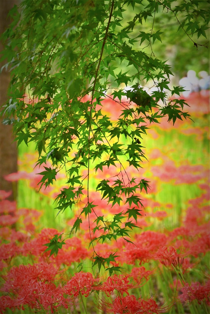 巾着田～緑紅葉と曼珠沙華～