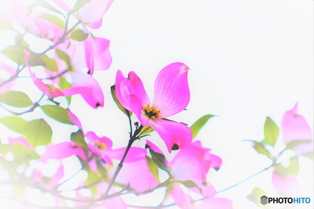 薄紅色の可愛い君