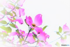 薄紅色の可愛い君
