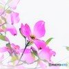 薄紅色の可愛い君