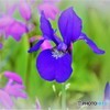 塩船観音　菖蒲②