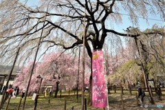 青雲寺の枝垂桜