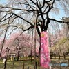 青雲寺の枝垂桜