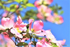 花みずき　満開