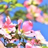 花みずき　満開