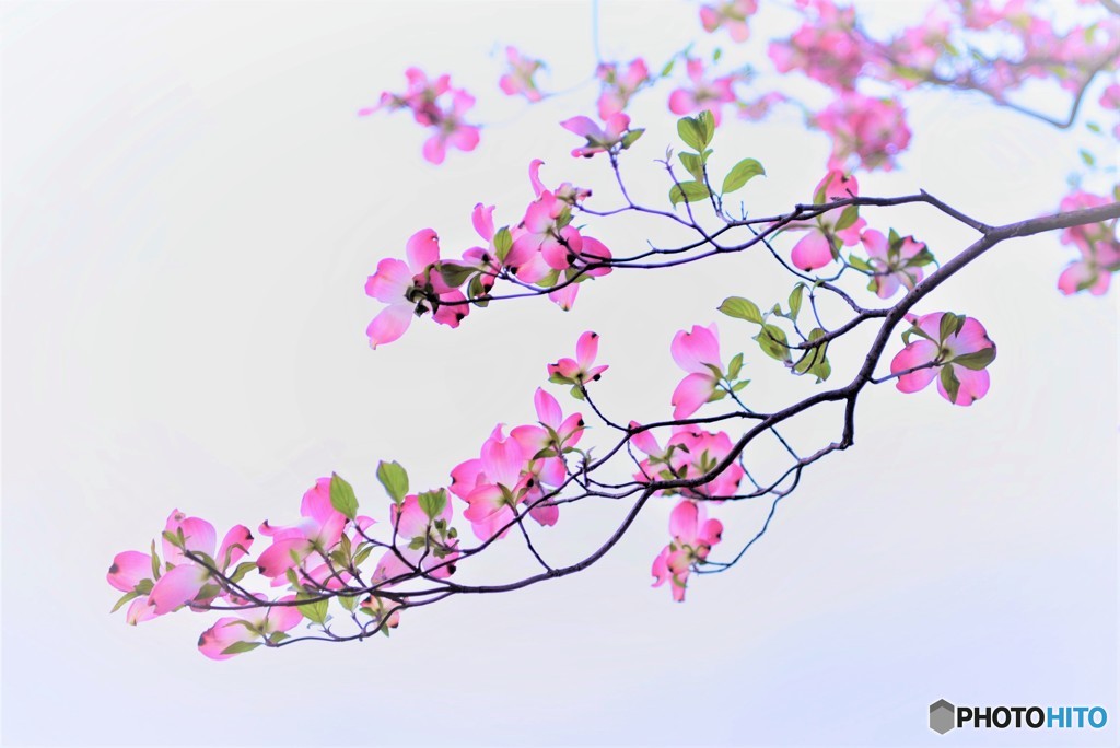 薄紅色の花みずき