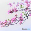 薄紅色の花みずき
