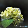 明月院　紫陽花①