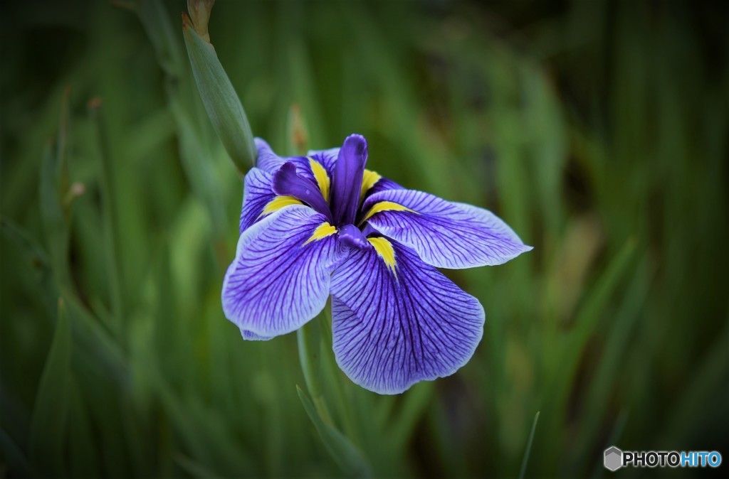 菖蒲②