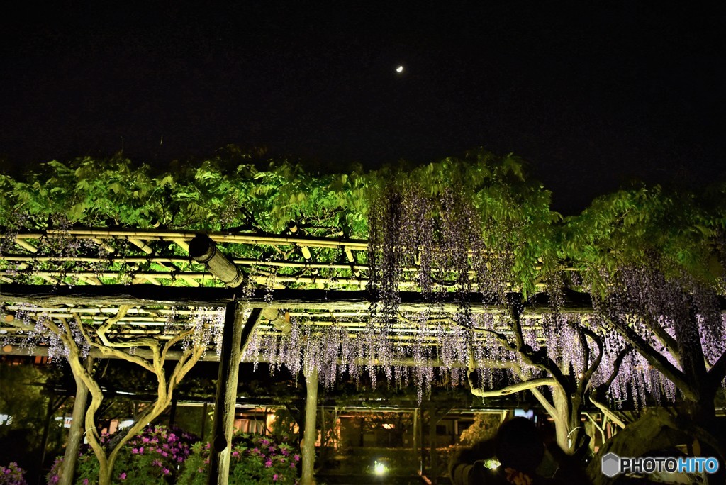 亀戸天神③