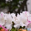 初恋の思い出