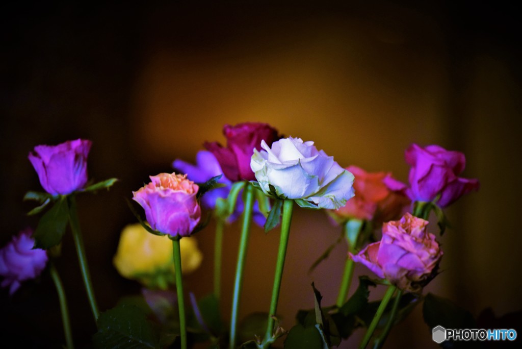薔薇