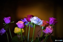 薔薇