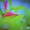 つつじ　蕾