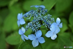 山紫陽花