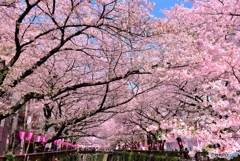 春爛漫