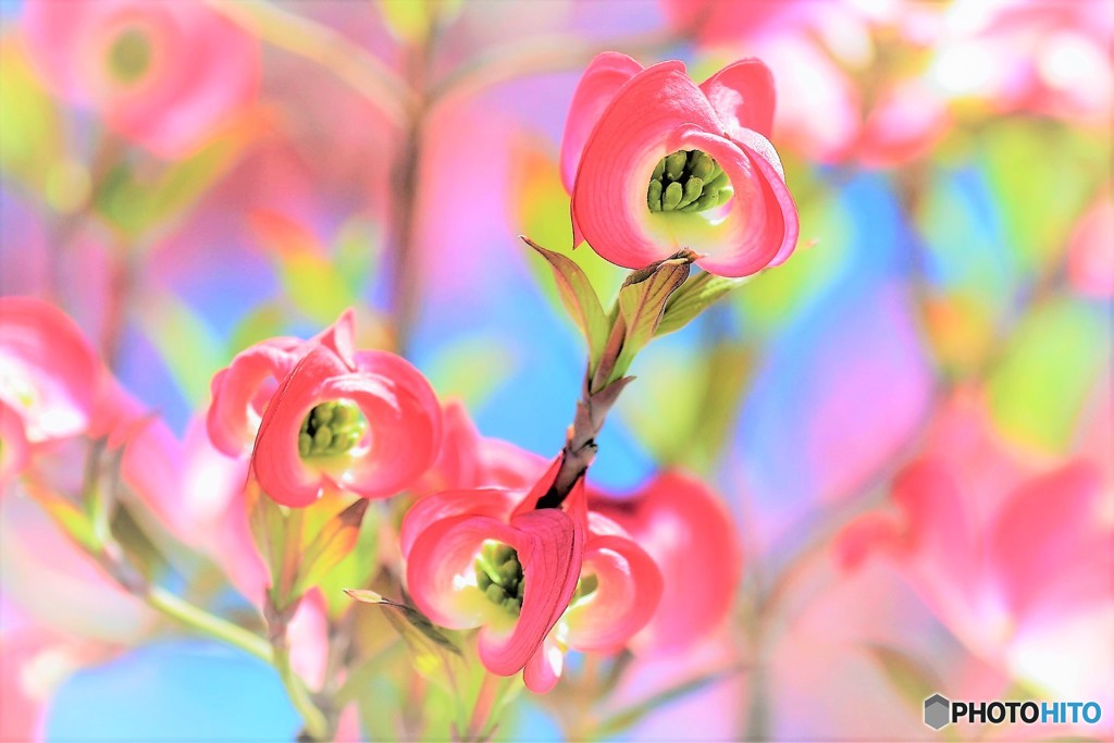 花みずき　赤き蕾