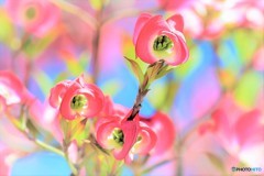 花みずき　赤き蕾
