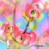 花みずき　赤き蕾