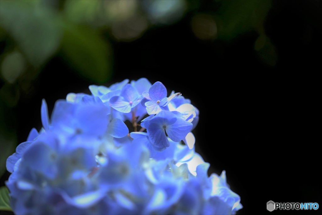 明月院　紫陽花