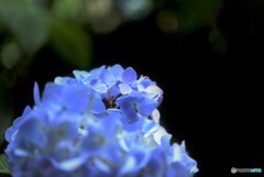 明月院　紫陽花