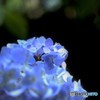 明月院　紫陽花