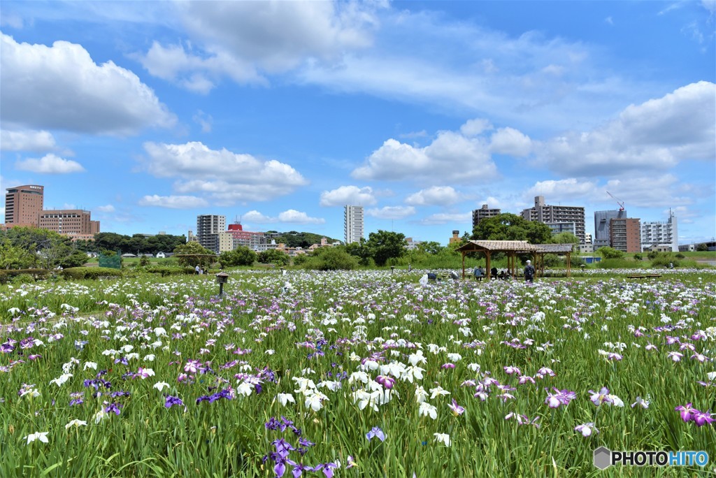 梅雨の晴れ間②