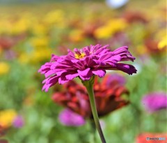 百日草～花の都公園～