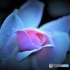 薔薇②