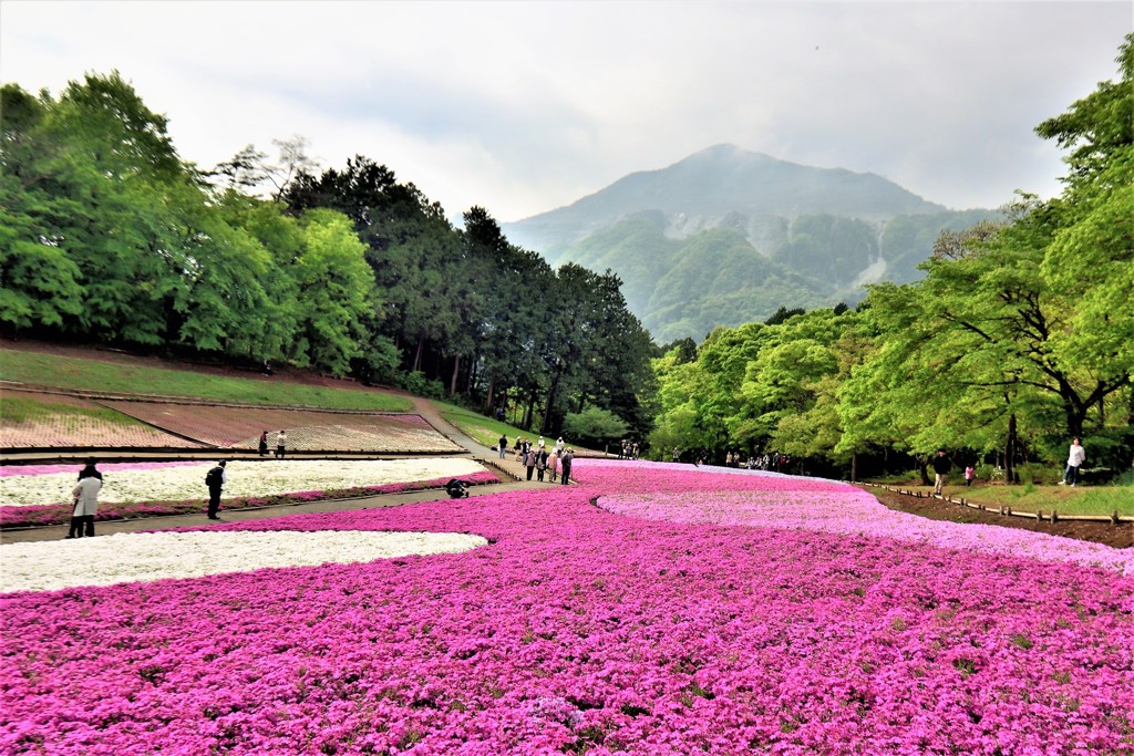 羊山公園①