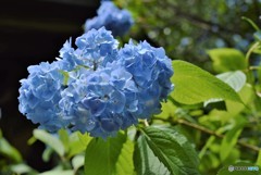 明月院　紫陽花②