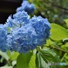 明月院　紫陽花②