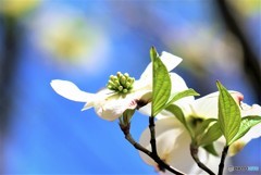 青空咲く白い花みずき
