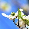 青空咲く白い花みずき