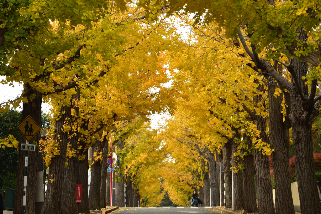 黄葉の道