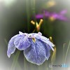 菖蒲