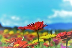 百日草～花の都公園～
