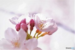 蕾を抱いて 
