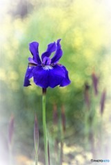 塩船観音　菖蒲①