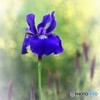 塩船観音　菖蒲①
