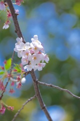 さくら　Cherrybrossom