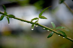 雨粒